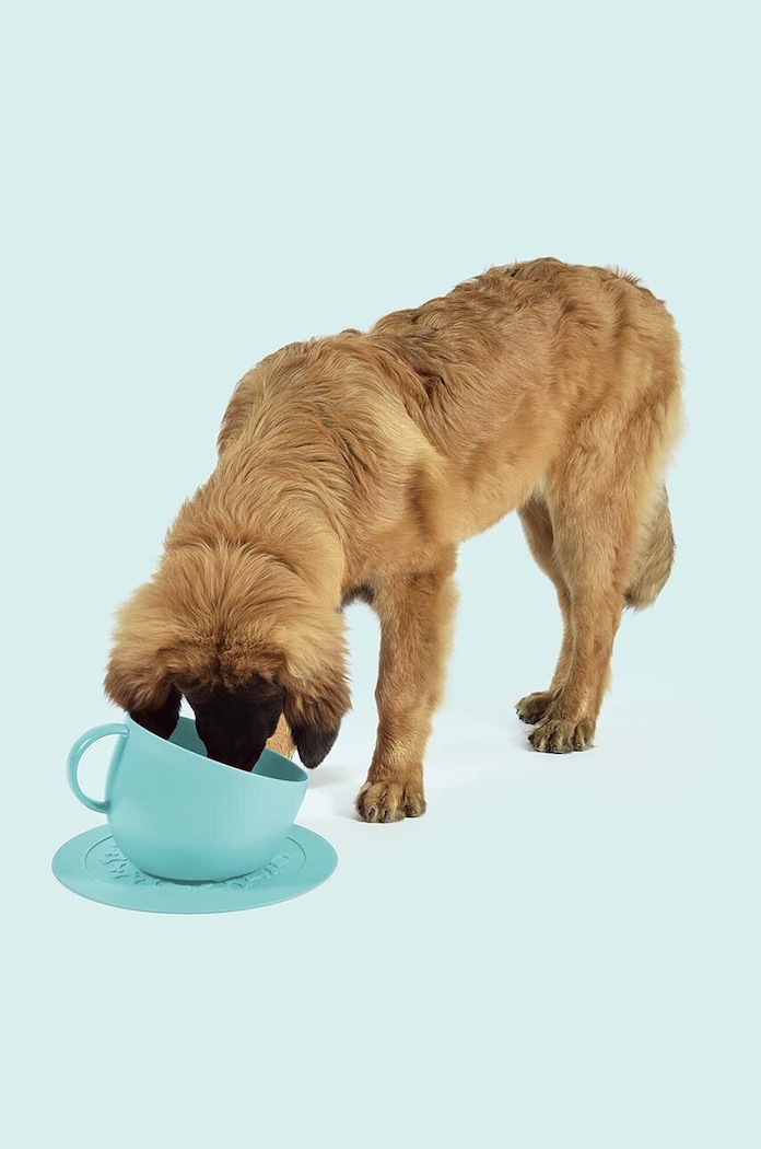 Castron pentru câini Cup Dog United Pets GV0102AQ turcoaz