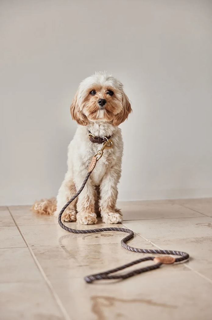 OYOY lesa pentru catel Perry Dog Leash Z60077 maro AA00