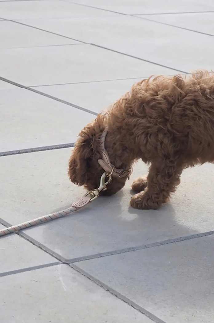 Нашийник за куче OYOY Perry Dog Collar S кафяв Z60089