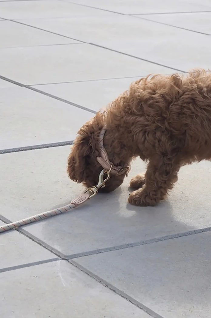 Нашийник за куче OYOY Perry Dog Collar S кафяв Z60089