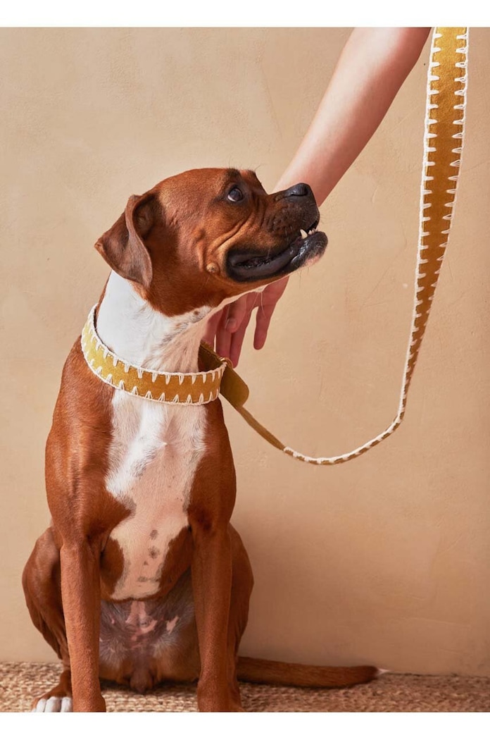 Življenjski slog Povodec za psa Calma House Hamza 120 x 3 cm HAMZA.DOG3.MOS oranžna