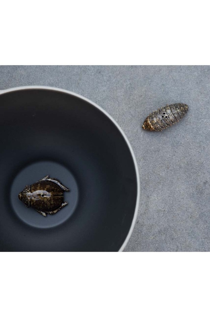 Soľnička a korenička Byon Bug 5294700804 hnedá