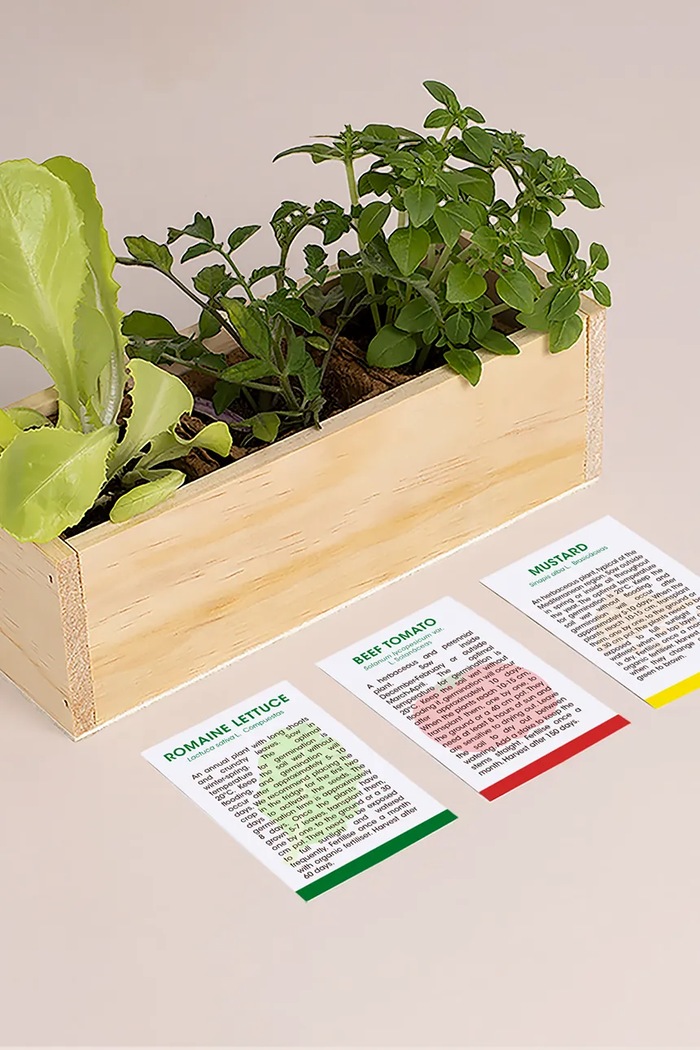 Življenjski slog Komplet za gojenje rastlin RESETEA Hamburger Growing Kit 21 x 7,8 x 6,5 cm Erst170 pisana