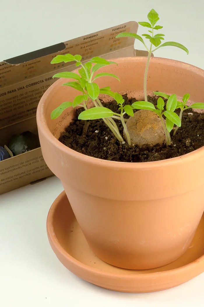 Komplet za gojenje rastlin RESETEA Herb Bombs 19,5 x 3,3 x 3,3 cm pisana Erst389