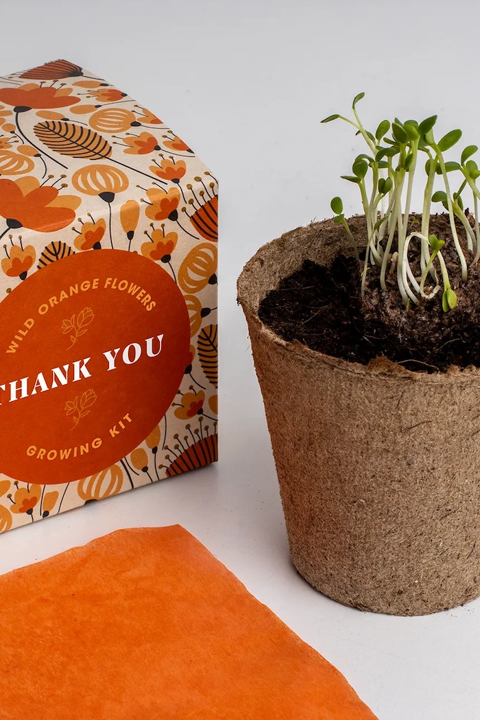 Komplet za gojenje cvetja RESETEA Say it with Flowers Growing Kit 8,8 x 8,8 x 8,8 cm pisana Erst174