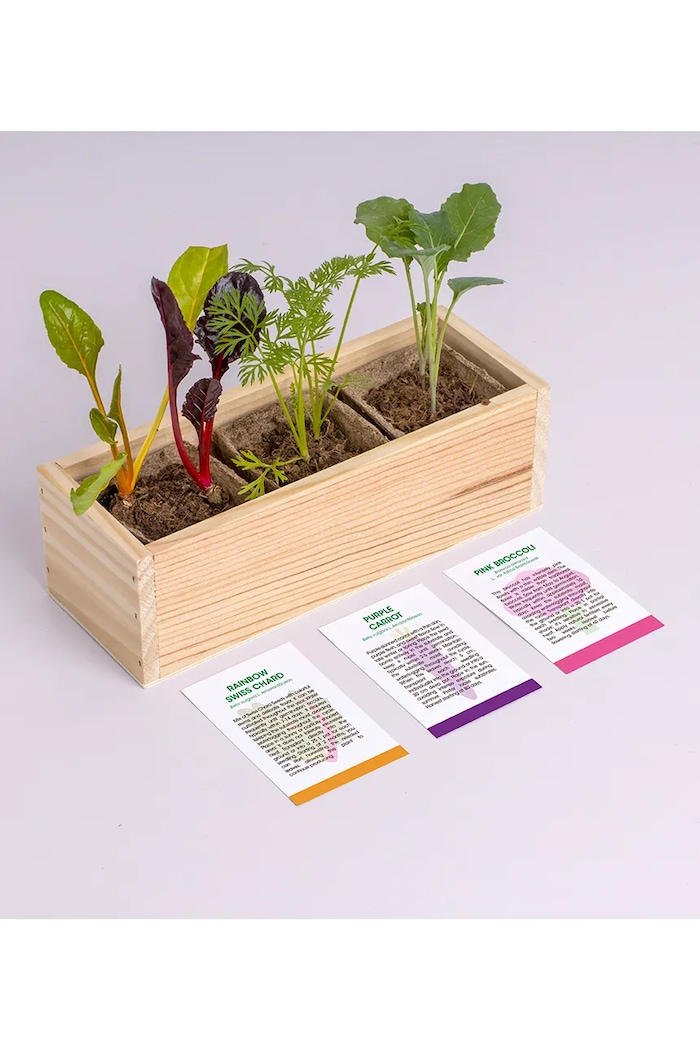 Življenjski slog Komplet za gojenje rastlin RESETEA Mini garden Strange vegetables 9,8 x 8,8 x 8,8 cm Erst428 pisana