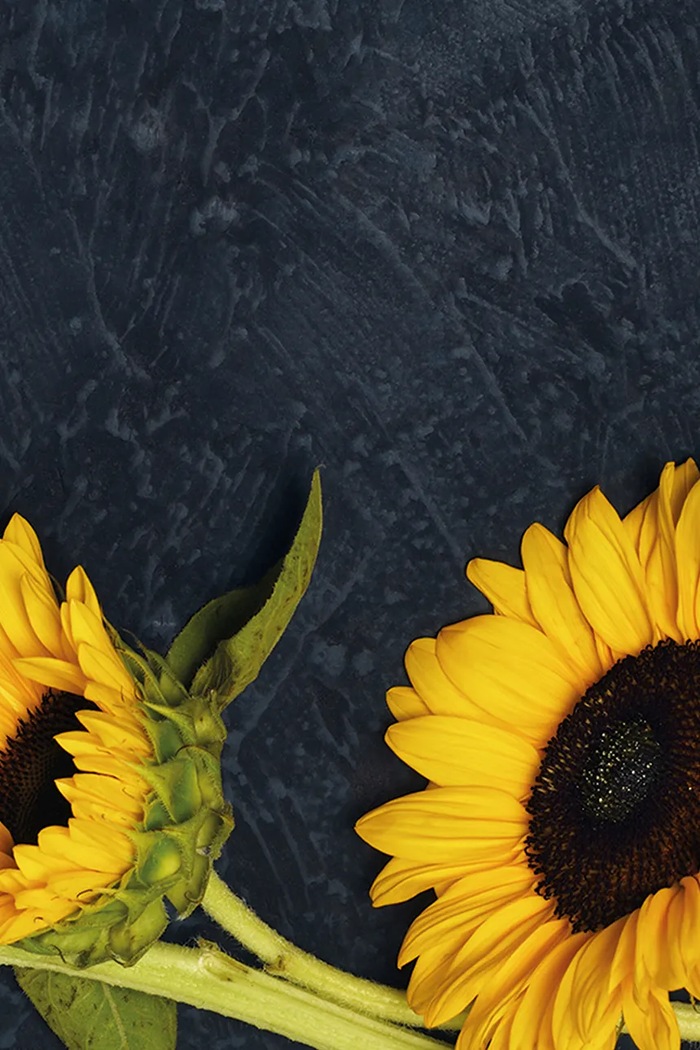 Комплект за отглеждане на растения RESETEA Sunflower Growing Kit 9,8 x 8,8 x 8,8 cm Erst179 многоцветен AA00