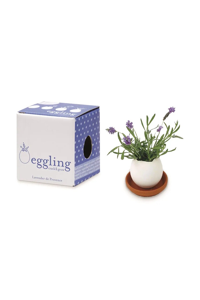 Noted zestaw do uprawy rośliny Eggling Lavender de Provence biały EG32