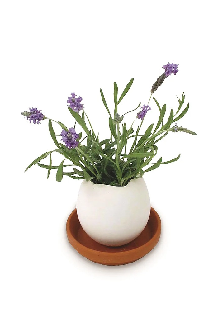 Noted zestaw do uprawy rośliny Eggling Lavender de Provence EG32 biały AA00