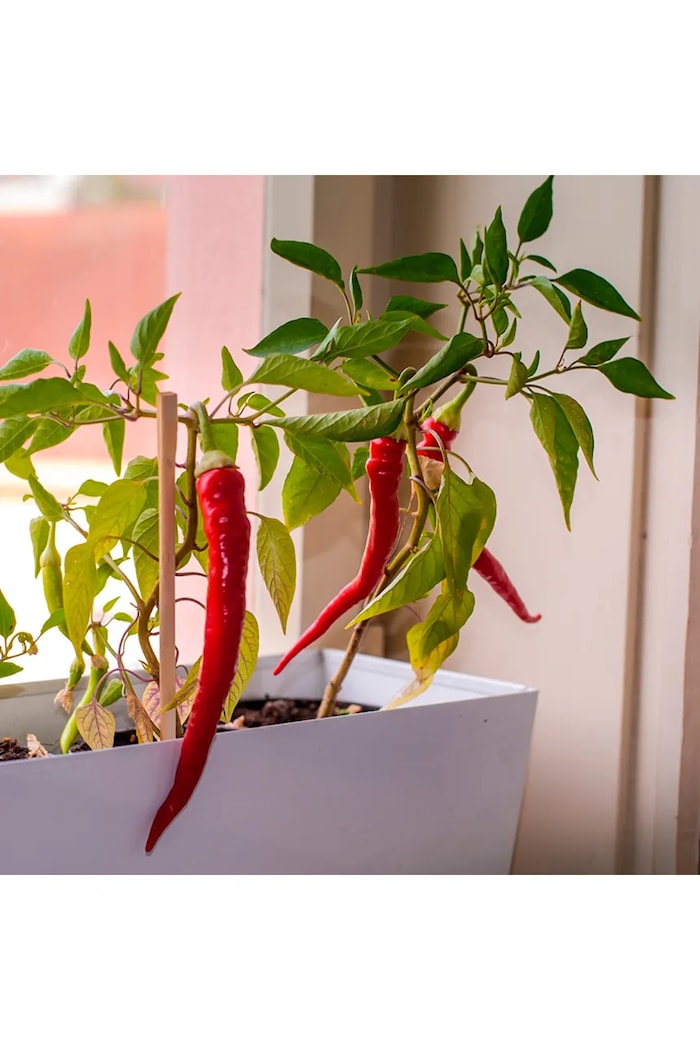 RESETEA set pentru cultivarea plantelor Hot peppers 21,5 x 6,5 x 18,5 cm 5-pack multicolor Erst630