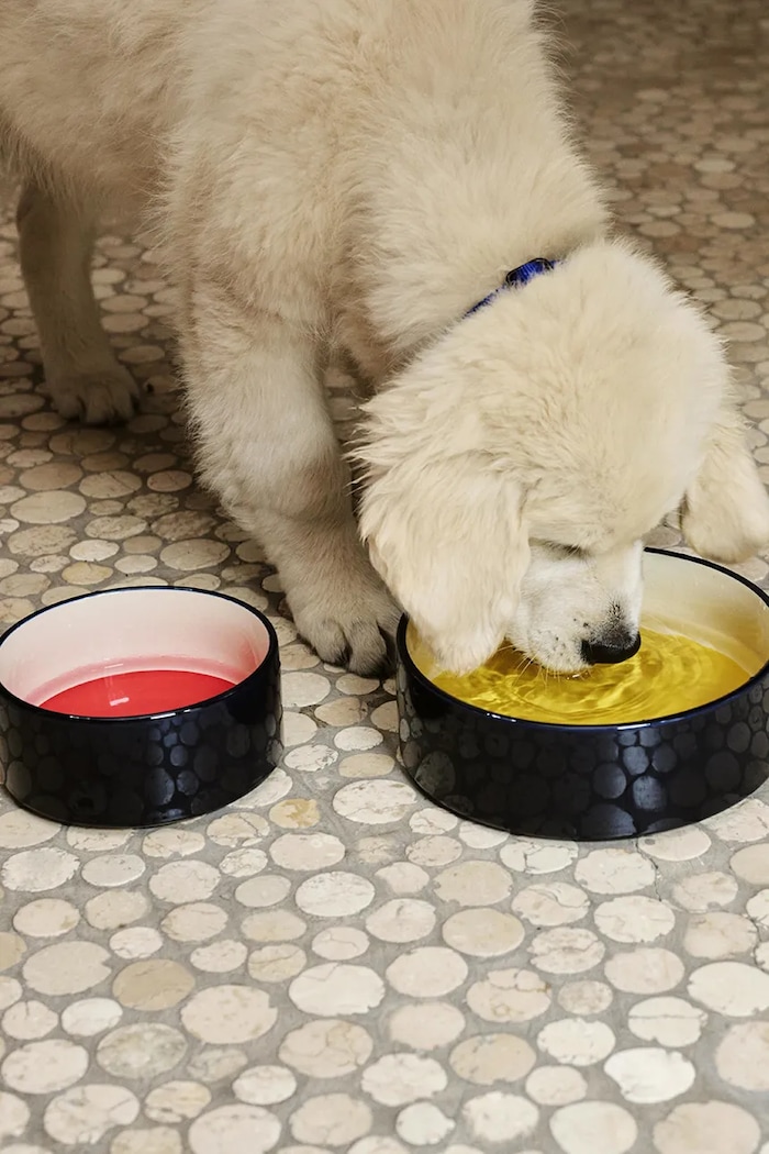Аксесуари Миска для домашнього улюбленця HAY S / 15,5 x 7 cm AD866.A601.AL56 чорний