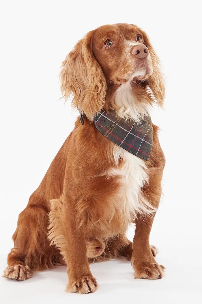 Multifunkčná šatka pre domáce zvieratá Barbour Tartan Dog hnedá DAC0013