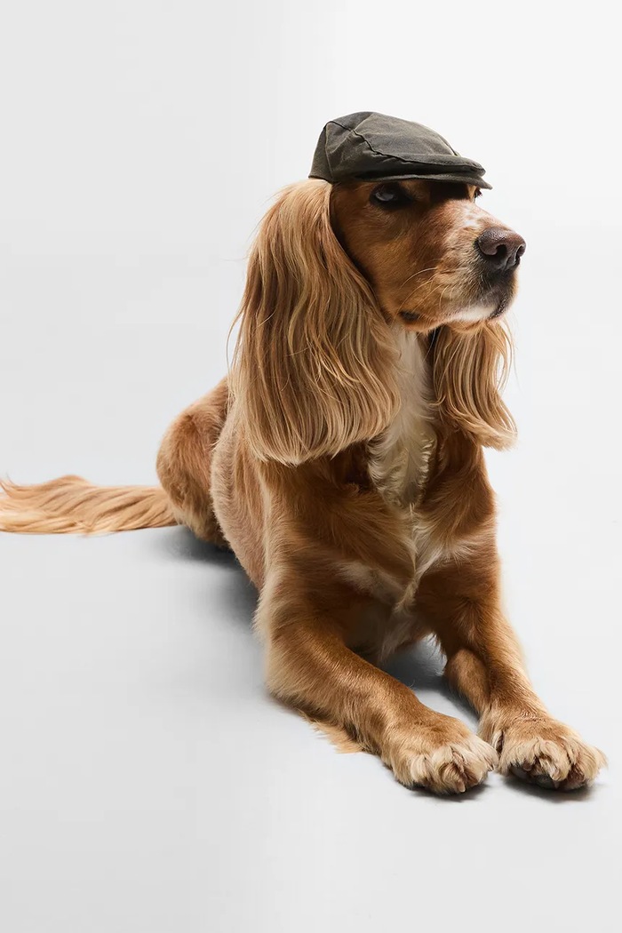 Barbour Kaszkiet dla psa Dog Wax Flat Cap DAC0116 zielony AA00