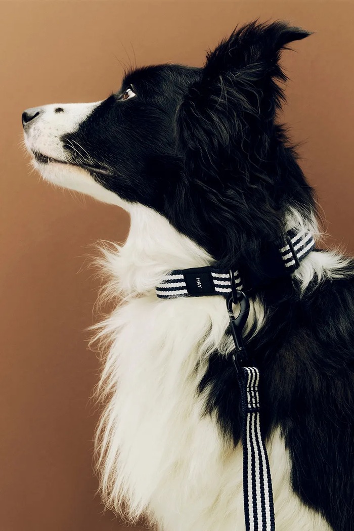 HAY lesă pentru căței S/M AD865.F281.AU33 multicolor AA00