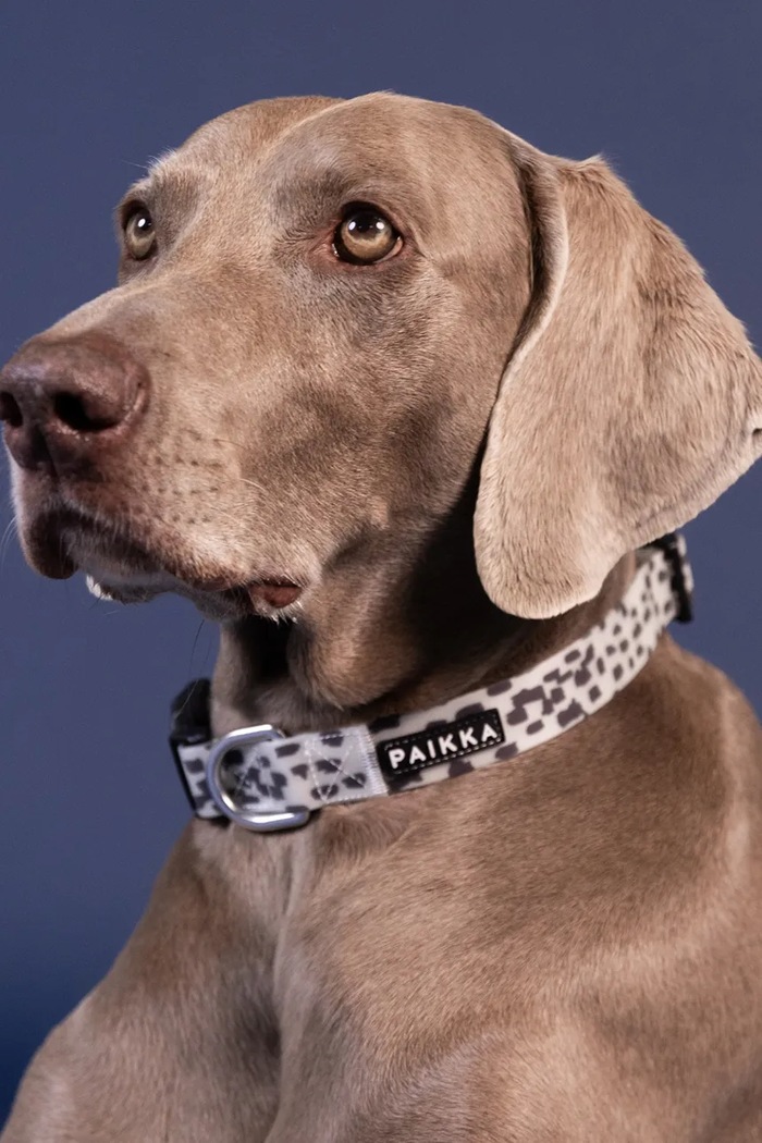 Lifestyle PAIKKA obroża fluorescencyjna dla psa 2,5 x 35-48 cm 1039035 multicolor