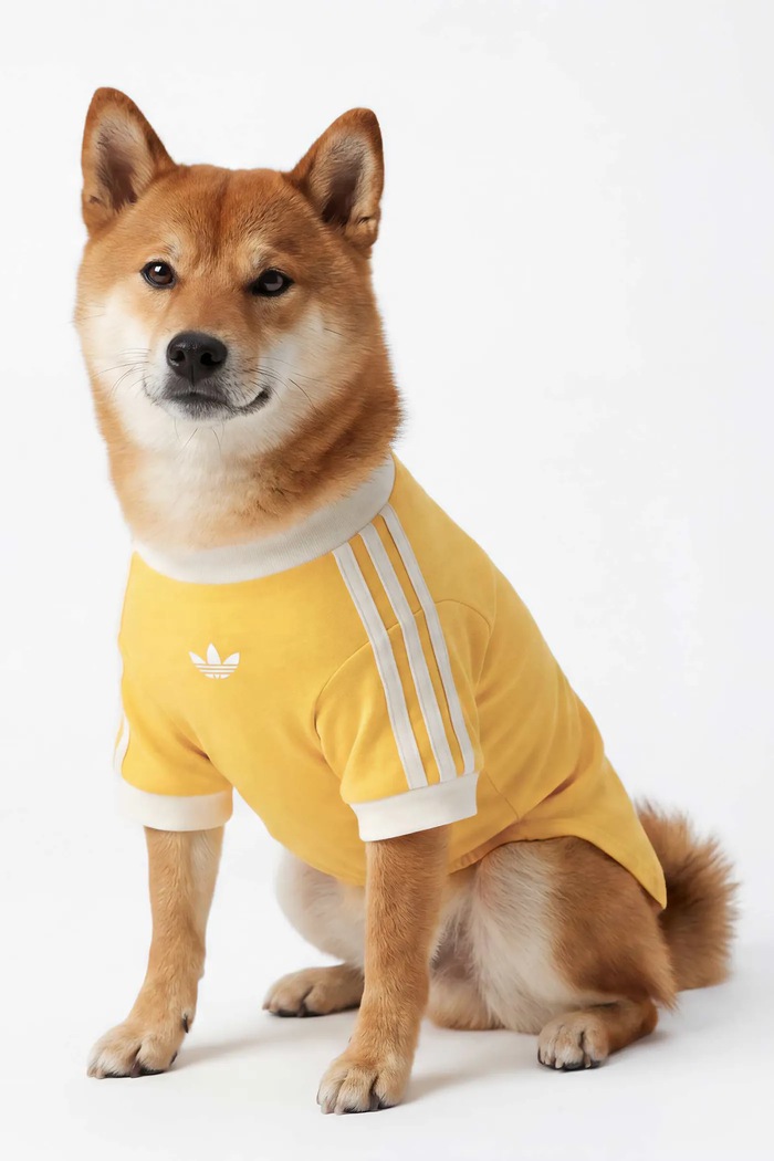 Лайфстайл adidas Originals для домашнього улюбленця Pet Cali KY8731 жовтий