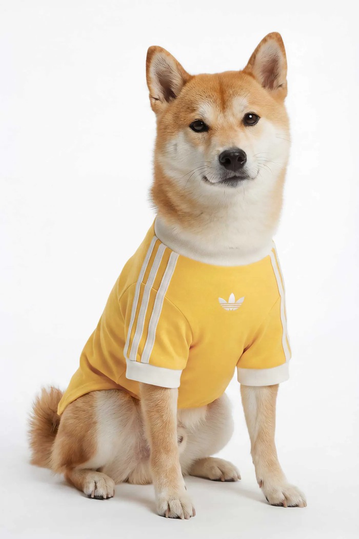 adidas Originals для домашнього улюбленця Pet Cali жовтий KY8731