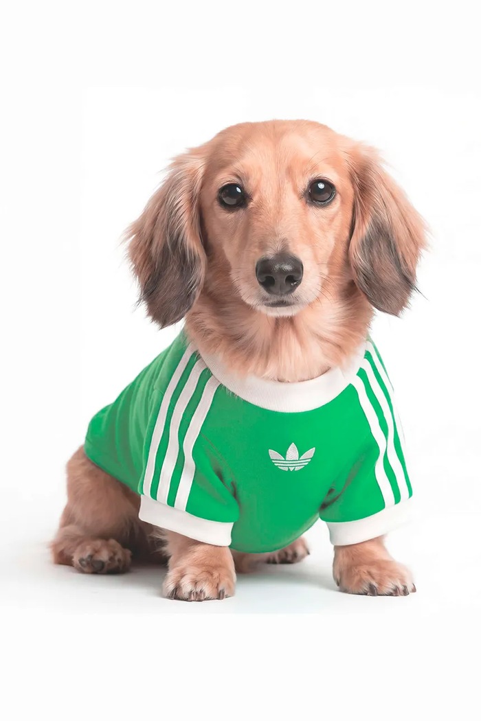 adidas Originals koszulka dla pupila Pet Cali zielony KY8730