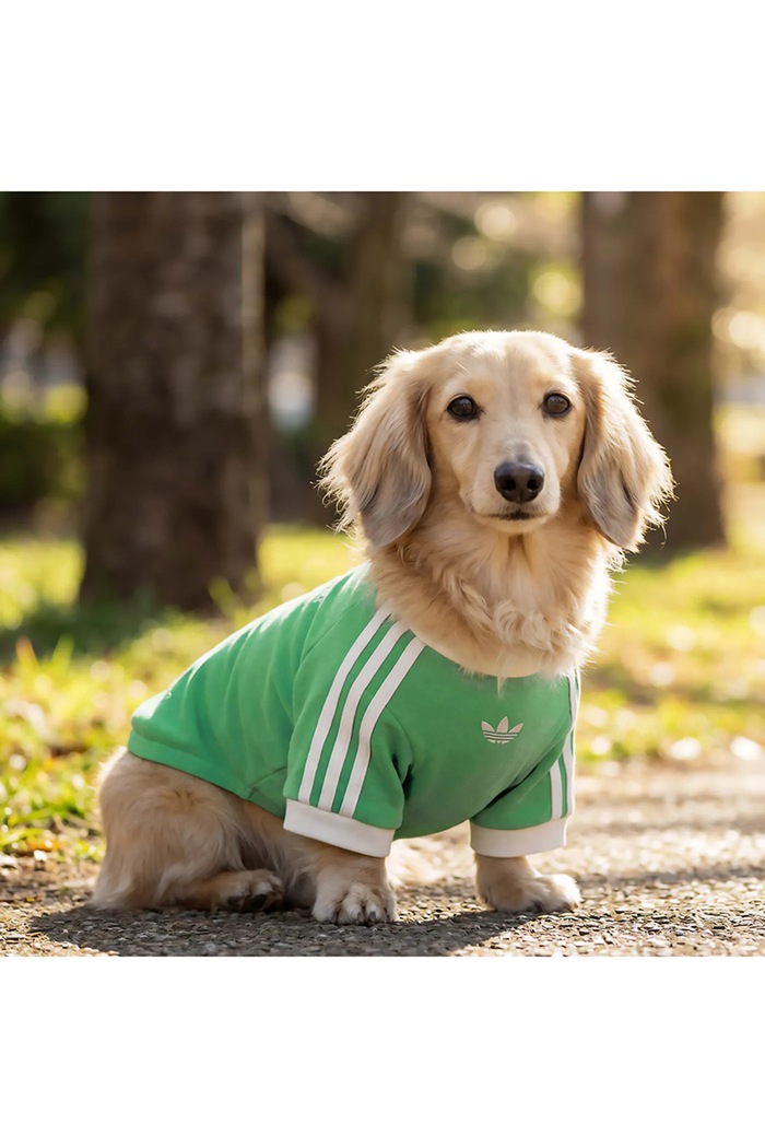 adidas Originals koszulka dla pupila Pet Cali KY8730 zielony