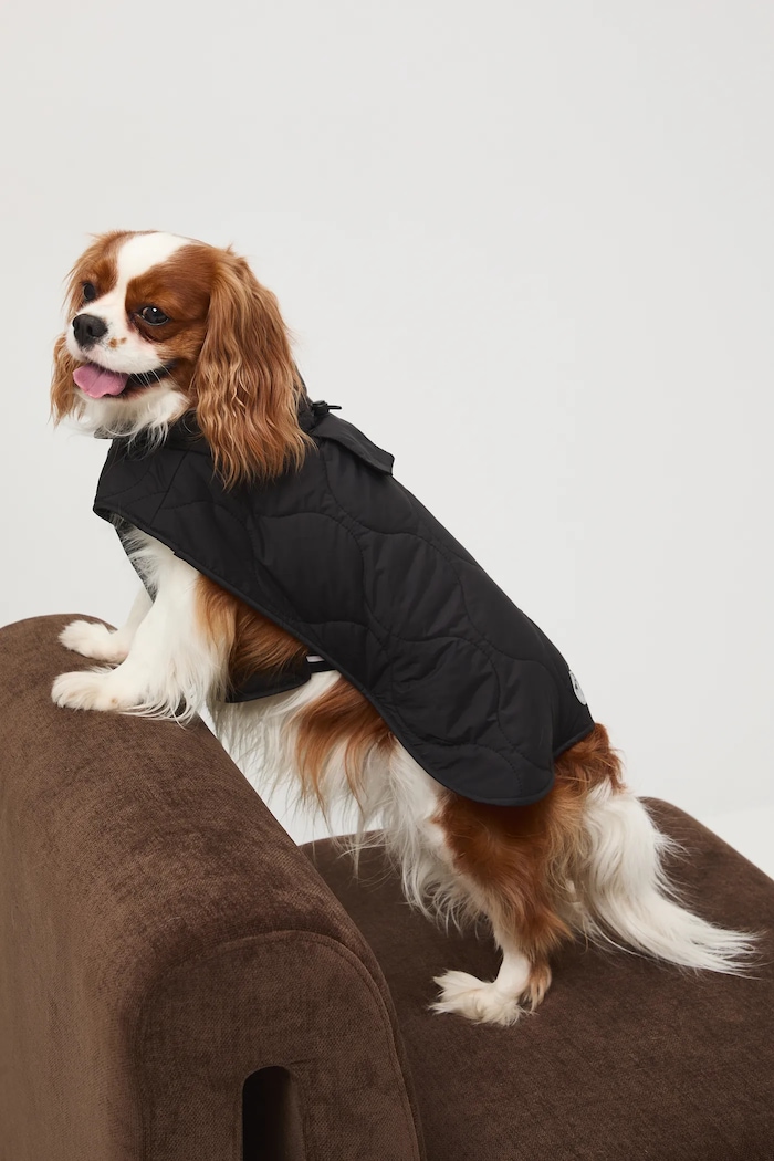 Medicine jachetă pentru un animal de companie negru RW25-KUU801