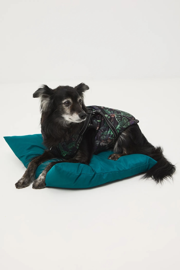 Medicine jachetă pentru un animal de companie multicolor RW25-KUU904