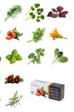 Veritable - Insertie de seminte rucola VLIN.J10.Roq02E