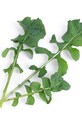 Veritable - Insertie de seminte rucola VLIN.J10.Roq02E multicolor AA00