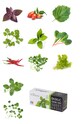 Veritable - Insertie de seminte rucola VLIN.J10.Roq02E