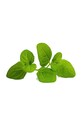 Veritable - Insertie de seminte menta VLIN.A10.Men04B multicolor AA00