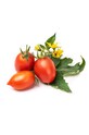 Veritable - Insertie de seminte rosii cherry rosii VLIN.L5.Tom016 multicolor AA00