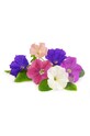 Veritable wkład nasienny Petunia VLIN.F5.Pet02A multicolor AA00