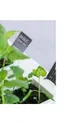 Veritable - Подарочный набор для выращивания растений