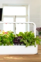 Click & Grow Αυτόνομος κήπος σπιτιού Smart Garden 9