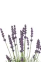 Искусственное растение фиолетовой