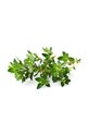 Click & Grow Semenná vložka Tymianek THYME vícebarevná AA00