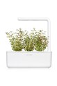 Lifestyle Click & Grow Semenná vložka Tymianek THYME vícebarevná