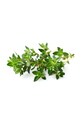 Click & Grow Semenná vložka Tymianek vícebarevná THYME
