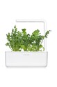 Click & Grow wkład nasienny Rukola multicolor ARUGULA