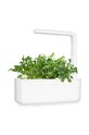 Click & Grow wkład nasienny Rukola ARUGULA multicolor AA00