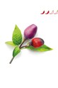 Click & Grow wkład nasienny Fioletowa Papryczka Chilli PURPLECHILIPEPPER multicolor AA00