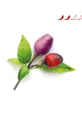Click & Grow Ένθετο σπόρων Fioletowa Papryczka Chilli πολύχρωμο