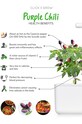 Click & Grow wkład nasienny Fioletowa Papryczka Chilli multicolor PURPLECHILIPEPPER