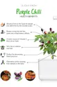 multicolor Click & Grow wkład nasienny Fioletowa Papryczka Chilli