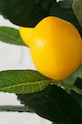 Salon i sypialnia Boltze sztuczne drzewko w doniczce Lemon 2017429 zielony