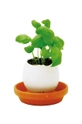 multicolore Noted set per la coltivazione di piante Eggling Herb Basil Unisex