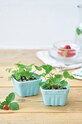 Noted zestaw do uprawy rośliny Berry Happy GD895EU multicolor AA00