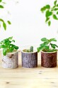 Noted zestaw do uprawy rośliny Stump Garden, Basil multicolor GD896EU.BASIL