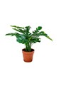 House Nordic plantă artificială în ghiveci Monstera multicolor 9501040