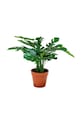 House Nordic plantă artificială în ghiveci Monstera multicolor 9501040