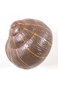 Настенная вешалка Seletti Sleeping Snail #1 коричневый 14632COL